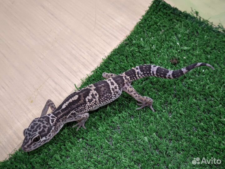 Малыши эублефара