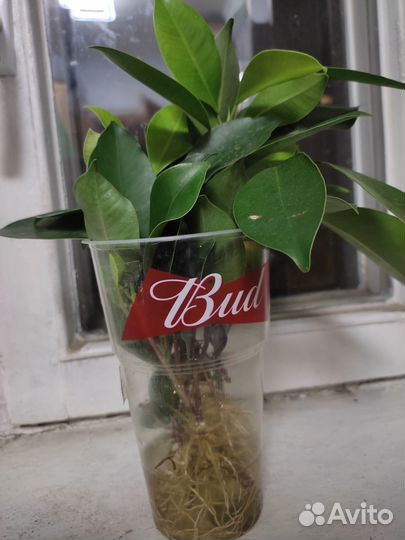 Фикус микрокарпа гинсенг