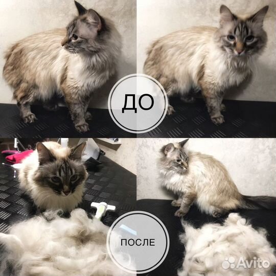 Стрижка собак и кошек Ухта