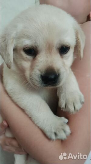 Щенки лабрадора РКФ