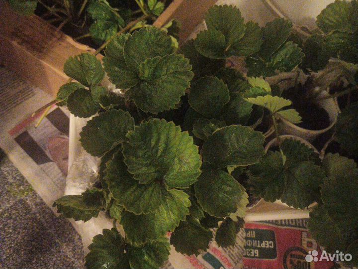 Саженцы клубники купчиха