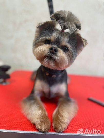 Модель на груминг