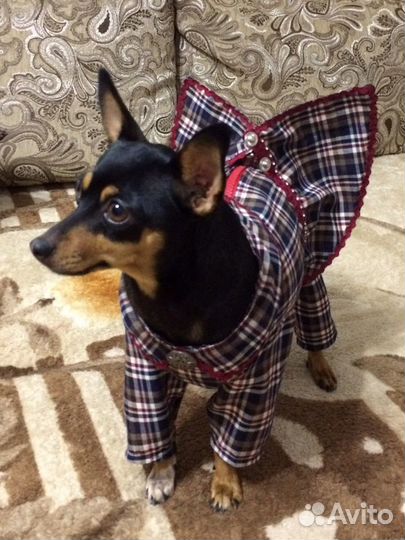 Одежда для собак