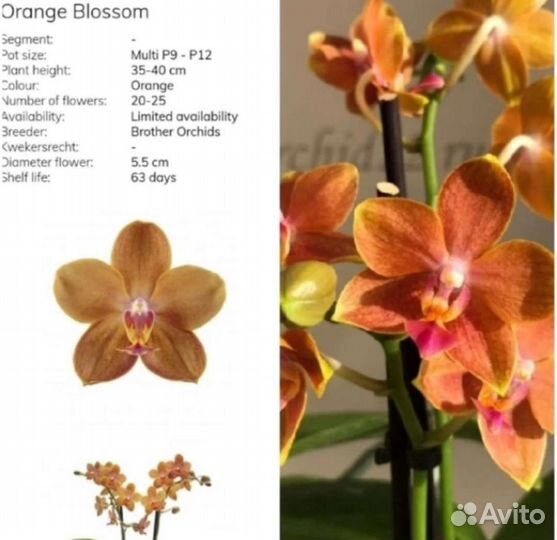 Орхидея фаленопсис