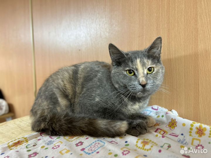 Кошечка Пятнашка в добрые руки