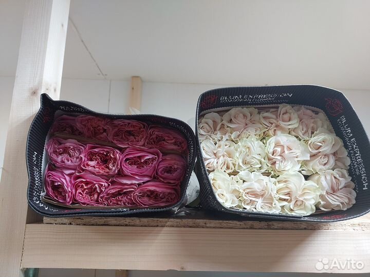 Роза пионовидная Эквадор