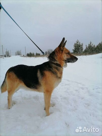 Собака в добрые руки