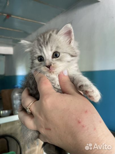 Кошка/котята