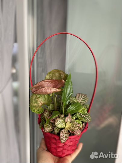 Букет из комнатных цветов в горшке с автополивом