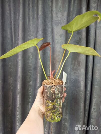 Антуриум Кристаллинум