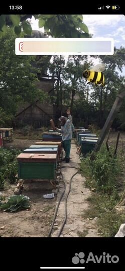 Натуральный мёд в Севастополе