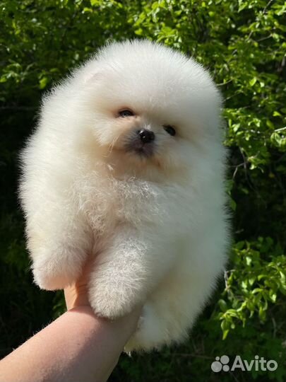 Супер мальчик померанского шпица