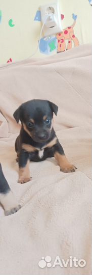 Карликовый пинчер