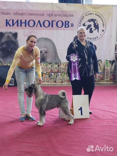 Щенки миттельшнауцера
