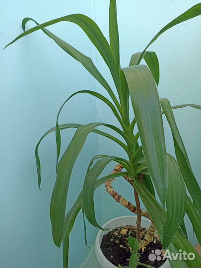 Большой комнатный цветок