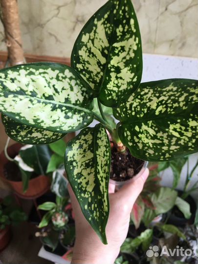 Аглаонема, монстера