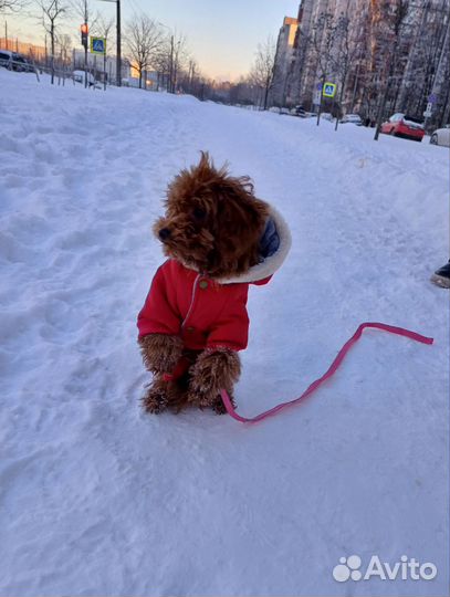 Костюм для собак