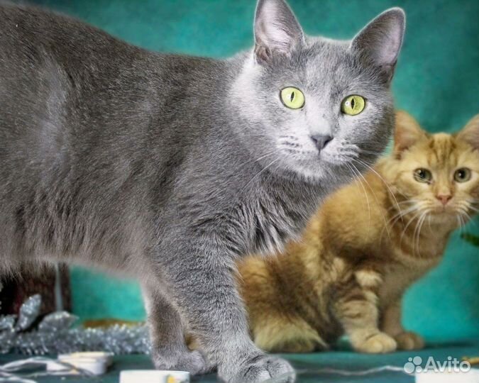 Кошка Плюша в добрые руки