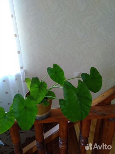 Комнатные растения цветы