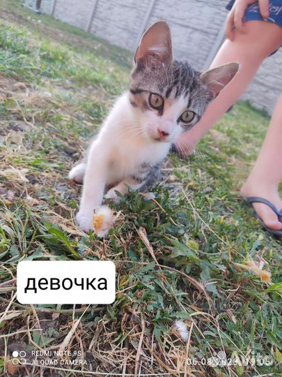 Отдам в добрые руки котят, 3 мальчика и девочка