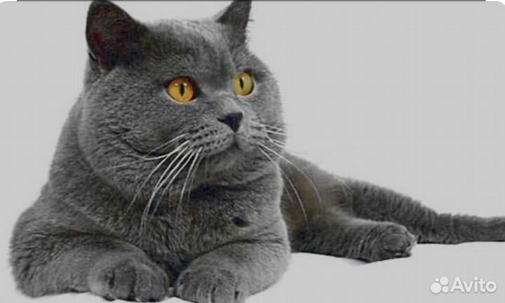 Британские котята короткошерстные б/документоа