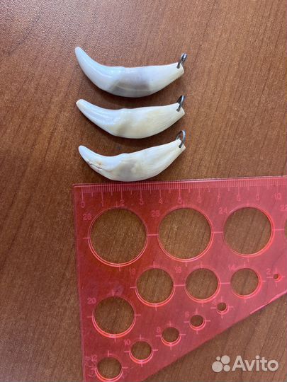 Продам настоящий волчий клык