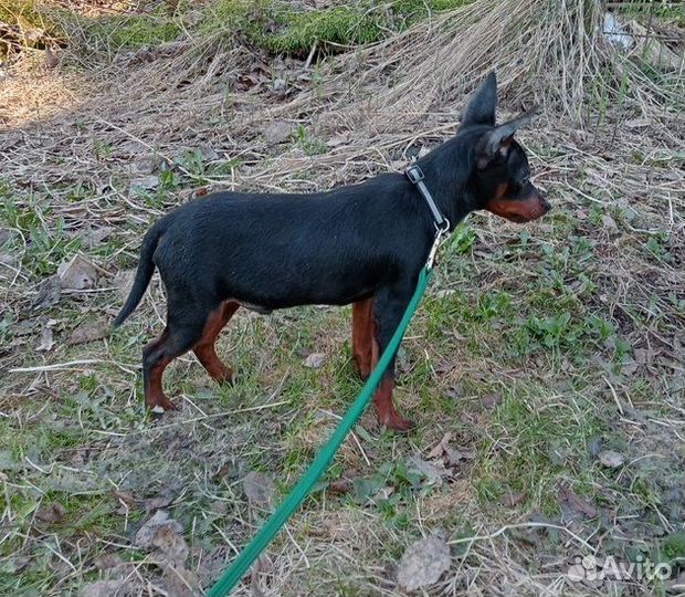 Цвергпинчер
