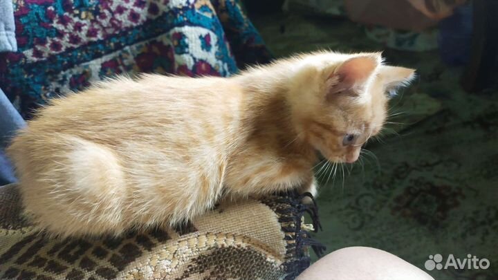 Кошка в дар бесплатно