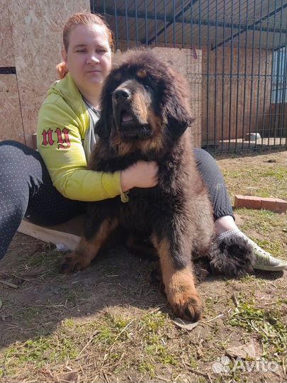 Огромный щенок тибетского мастифа