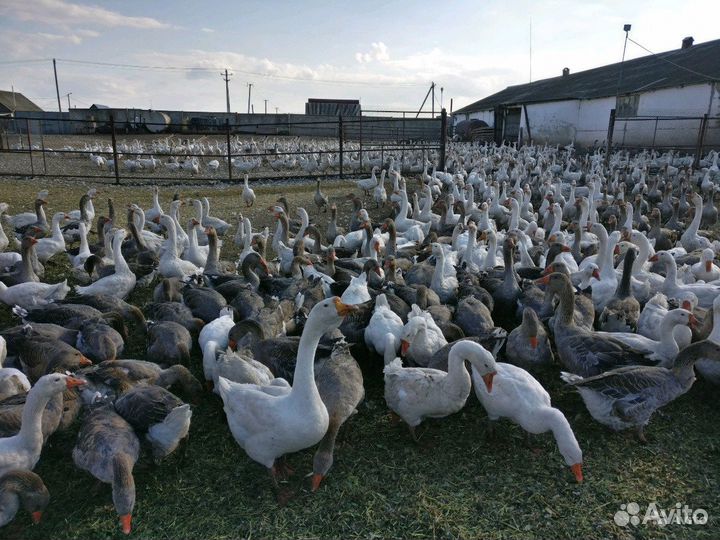 Гусята, цыплята, утята