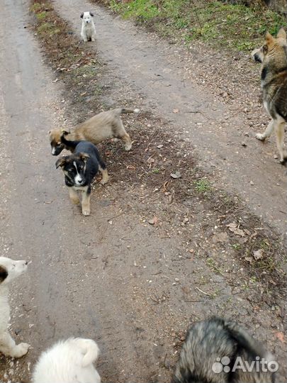 Щенок в добрые руки