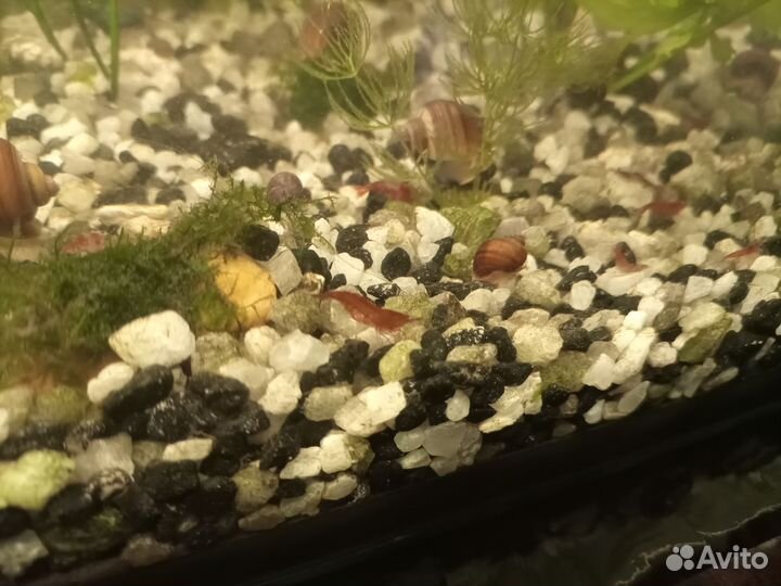 Роголистник, креветки, меченосцы