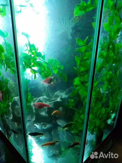 Аквариум