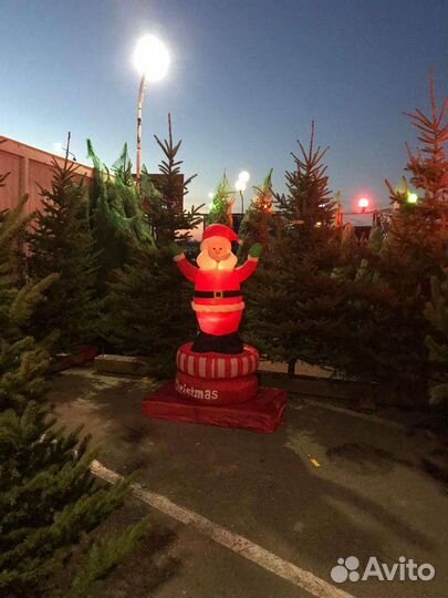 Сосна пихта елка новогодняя