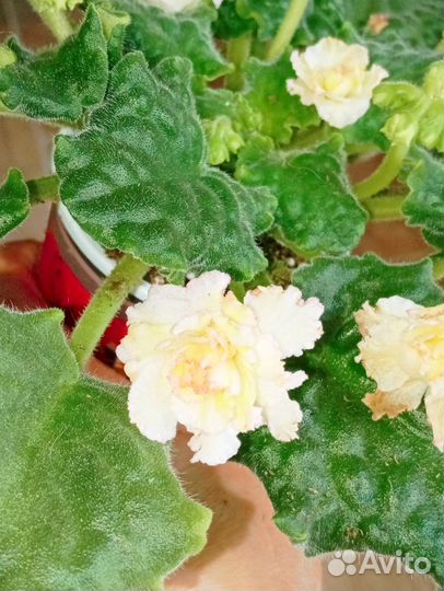 Фиалки цветущие