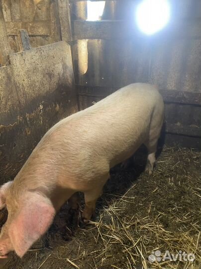 Хряк на племя