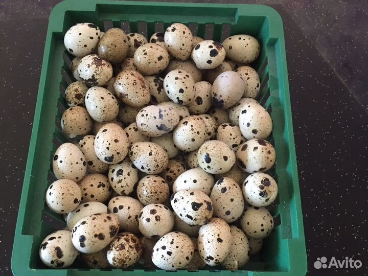 Продам перепелиные яйца