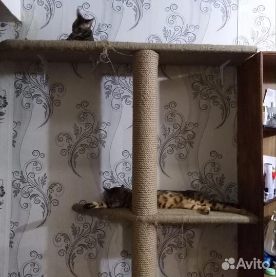 Когтеточка домик для кошки бу