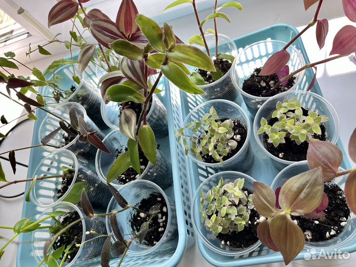 Традесканции сортовые