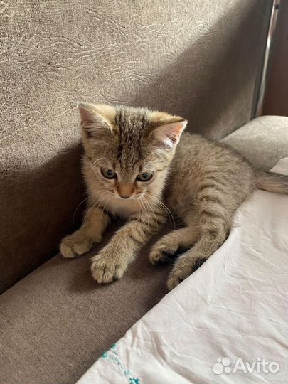 Котики ищут дом