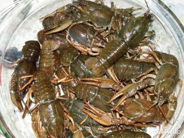 Варёные раки на дом