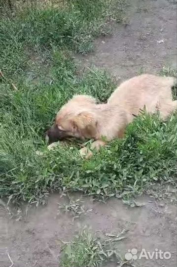 Щенок 5 мес