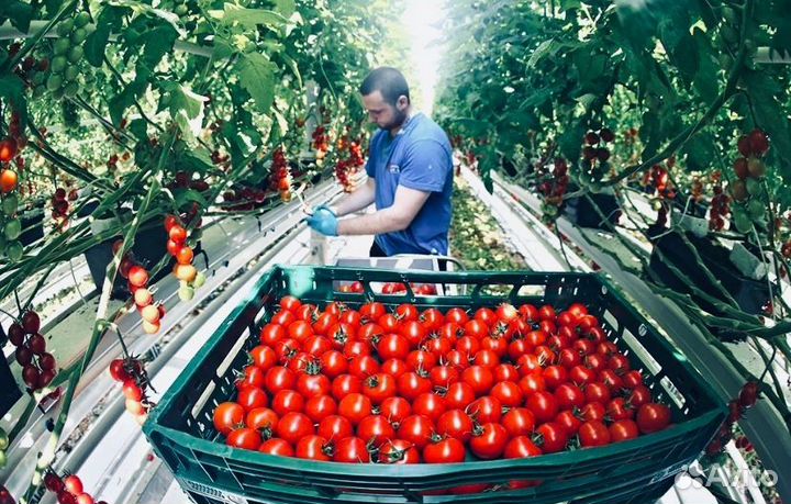 Вахта Тула с жильем от 25 смен Фасовщики в теплицу