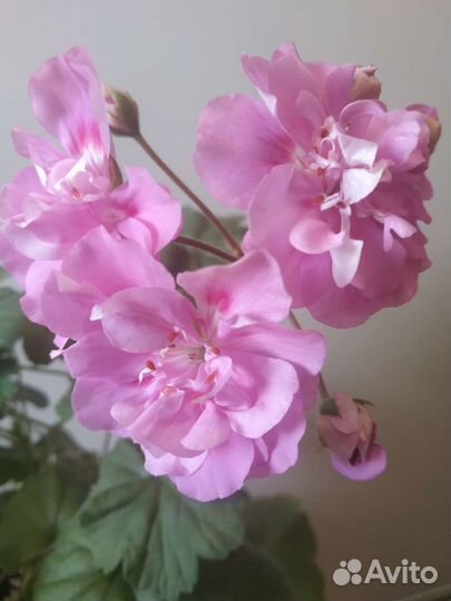 Пеларгония Ю Сиреневый туман