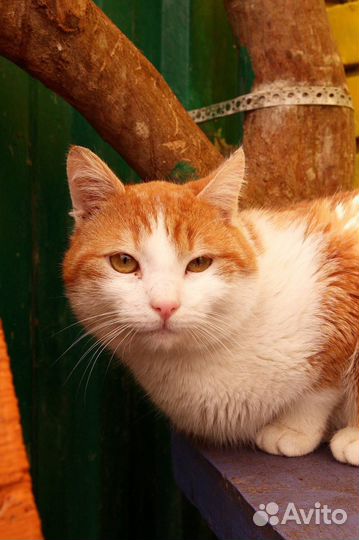 Кот Рыжее солнышко