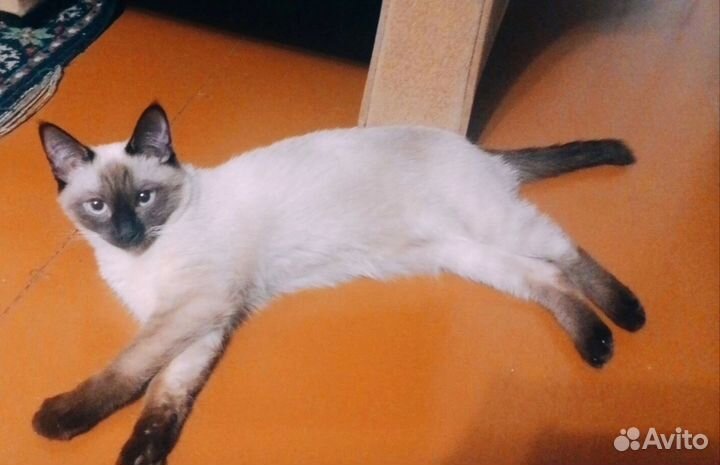 Котик антидепрессант