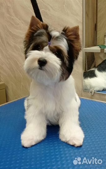 Бивер терьер