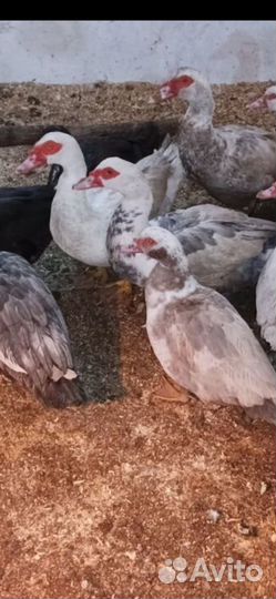 Инкубационное яйцо индоуток и кур доминантов