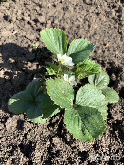 Рассада клубники Мальвина Азия Фенелла Роксана