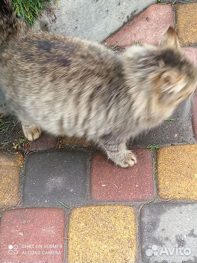 Молоденький котик ищет хозяина